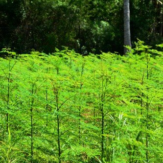 tierra-moringa-farm tierra-moringa-farm