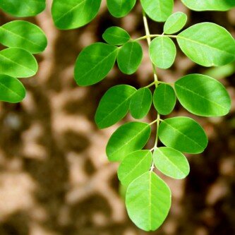 tierra-moringa-leaf-closeup tierra-moringa-leaf-closeup